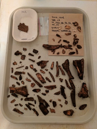Bone from one context laid out in the lab to dry.